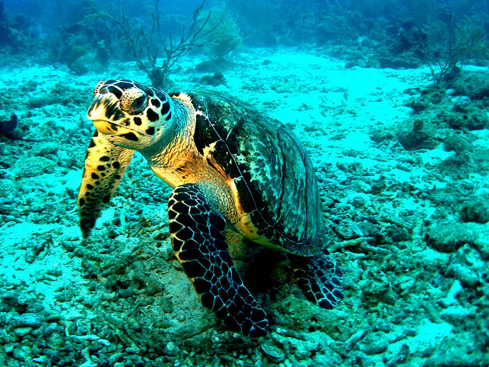Sea turtle home