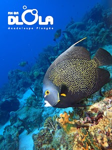 ANBADLOLA GUADELOUPE-PLONGEE ANBADLOLA GUADELOUPE-PLONGEE
