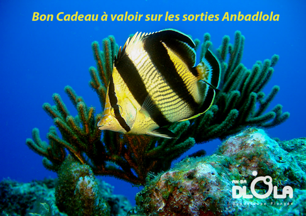Bon cadeau Rando Palmée