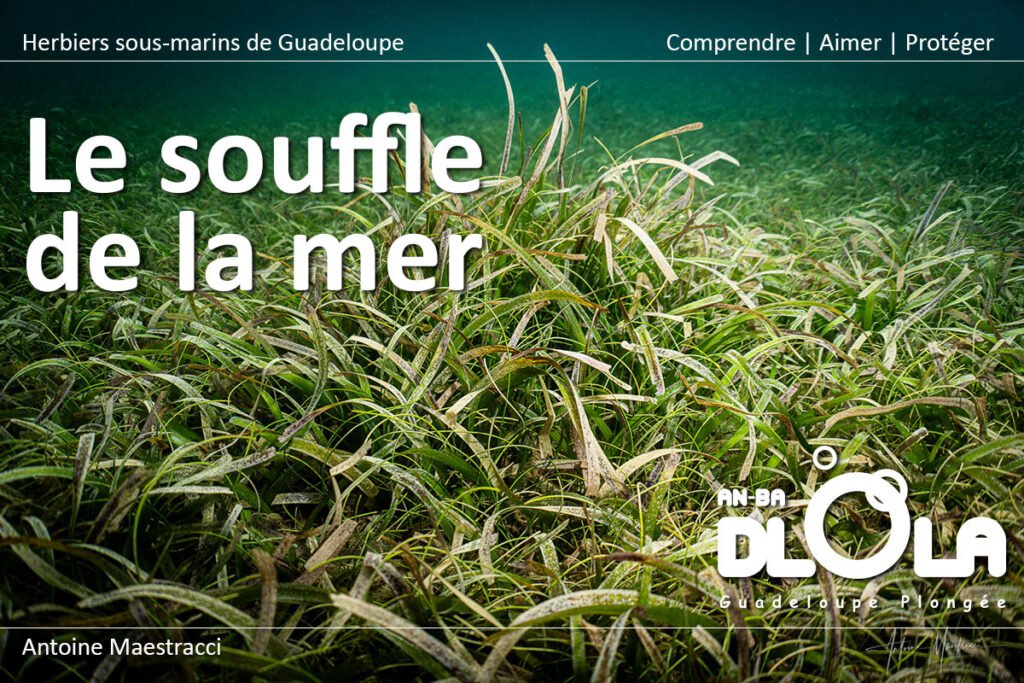 Herbiers sous-marins de Guadeloupe