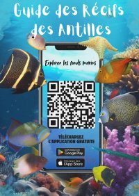 Guide des Récifs des Antilles : l'App par Anbadlola