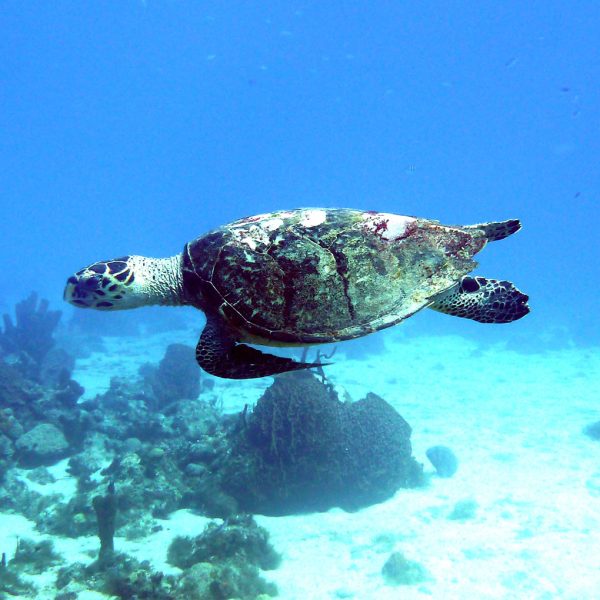 Réserve cousteau Malendure Îlets pigeons Tortue Caret 2